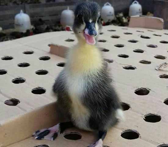 Dod bebek hibrida